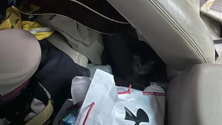 猫咪神偷,偷上朋友的司机座