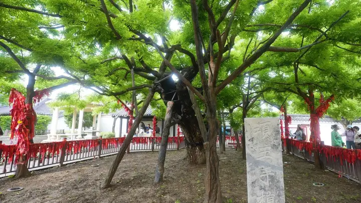 文旅新探丨项王故里:千年古槐新景观