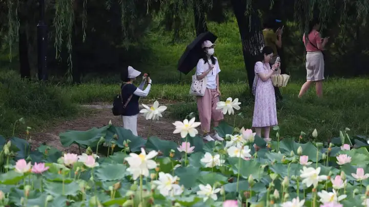 圆明园第三十一届荷花节打造夏日文旅盛会,千亩荷花迎最佳观赏期
