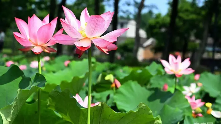 夏日荷花醉游人——河南新县红廉文化园美景引客来