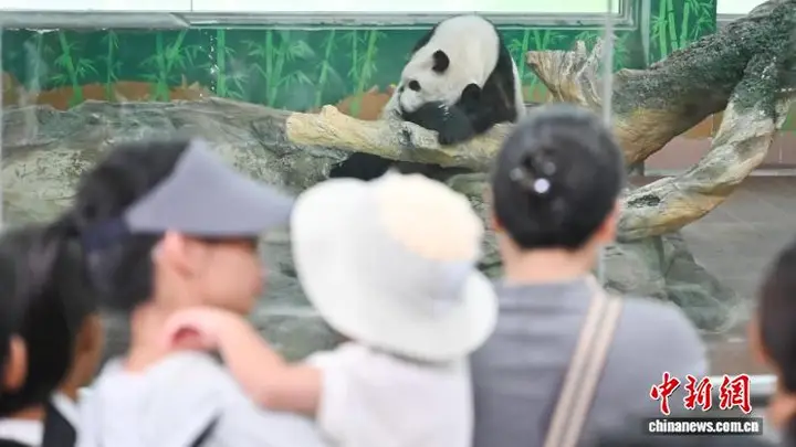 广州动物园暑期引游人