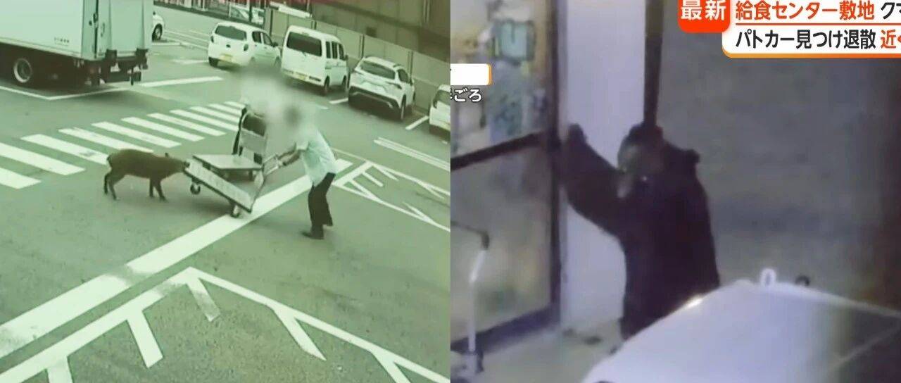 野猪街头打擂台，黑熊纵享“霸王餐”……日本迎来野生动物暑期“City Walk”潮？！