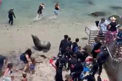 7.12日:快往高处跑呀,加州海滩的暴躁巨型海狮疯狂追人,现场场面一度失控