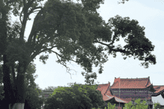 枝江郊野闲逛，江湾沿线体验江畔闲情