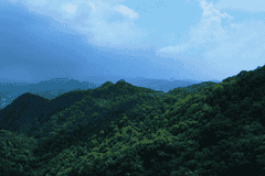 自然渝你 | 走进城市绿野，开启初夏治愈“森”呼吸