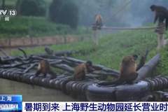暑期到来,上海野生动物园延长营业时间至晚上九点