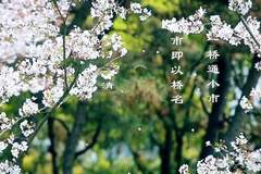 跟着档案去旅行 | 南湖凤桥:江南水乡的古风新韵