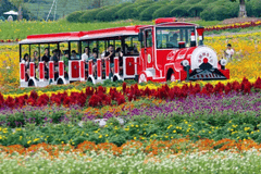 武义花田美地景区荣膺4A级资质，乡村振兴与文旅融合双丰收