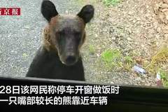 7月27日黑龙江大兴安岭游客驾车遇熊啃车门 车内避险启动车辆后熊自行逃离