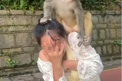 贵阳黔灵山一只猴子骑在女子头上蹦蹦跳跳，女子直呼“自己有点招架不住了”