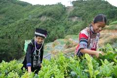洛恩乡藤茶产业让返乡创业者和村民共享产业红利荒坡变金山