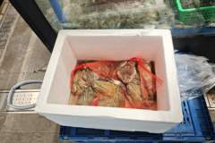 上海牛蛙抗生素超标风波后 连锁品牌统一配送加驻仓检测 市场仍稳定小散户成监管难题