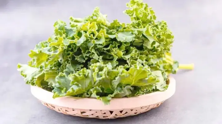 羽衣甘蓝的营养价值?