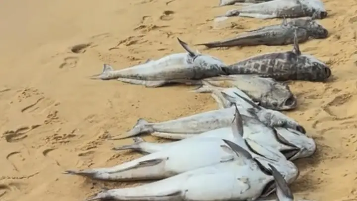 海口海滩惊现大量死鱼:赤潮致养殖鱼缺氧死亡,官方已清理处置