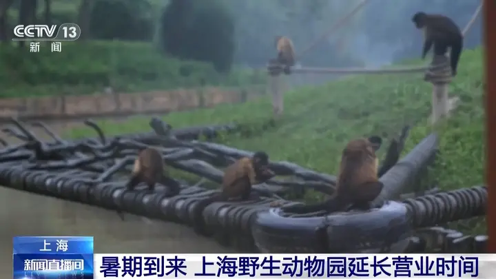 暑期到来,上海野生动物园延长营业时间至晚上九点