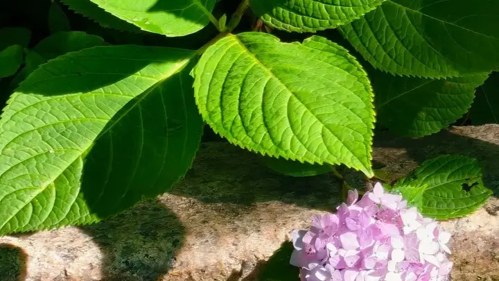 4 座藏在市北街巷的避暑山头，暑期散步好去处