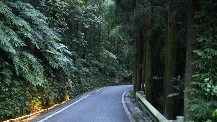 7月起赴绵竹萤飞谷 邂逅四川最大规模萤火虫生态盛景
