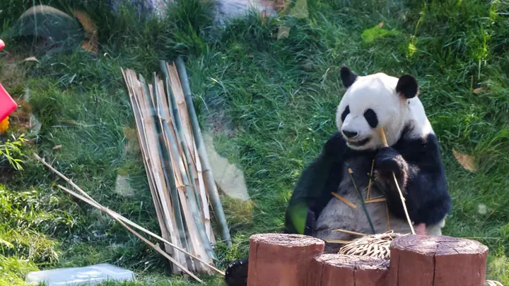 北京动物园花式防暑有成效 动物们清凉度夏乐趣多