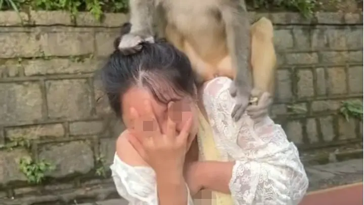 贵阳黔灵山一只猴子骑在女子头上蹦蹦跳跳，女子直呼“自己有点招架不住了”