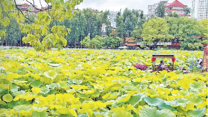 昆明翠湖公园荷花盛放 2.6万平荷塘引游客避暑打卡