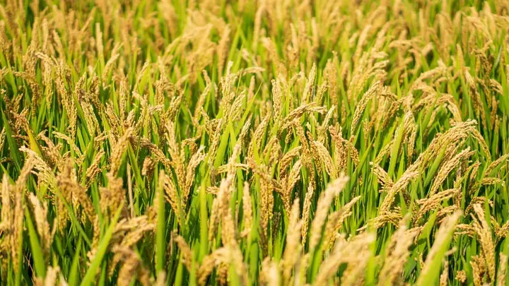 一碗米饭里的中国:主食如何塑造民族性格?