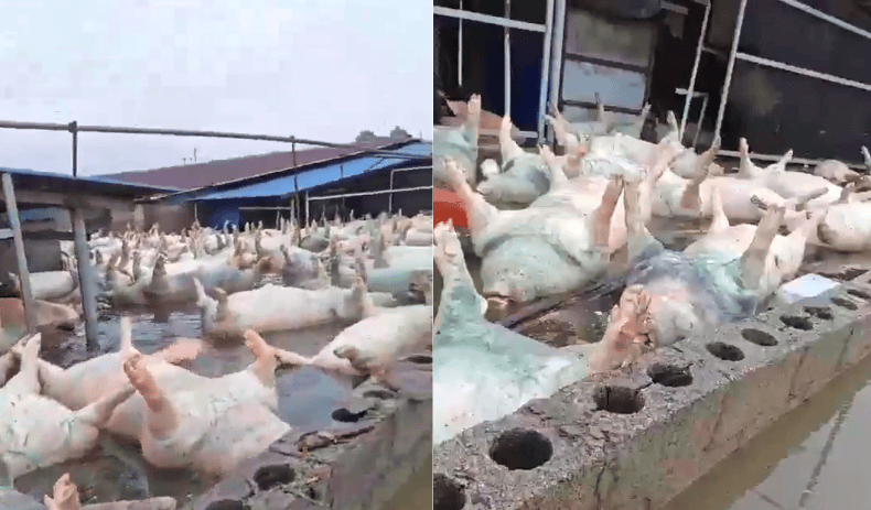 广西宾阳一养猪场被淹数千头死猪漂浮水面？当地回应：属实，正在处置