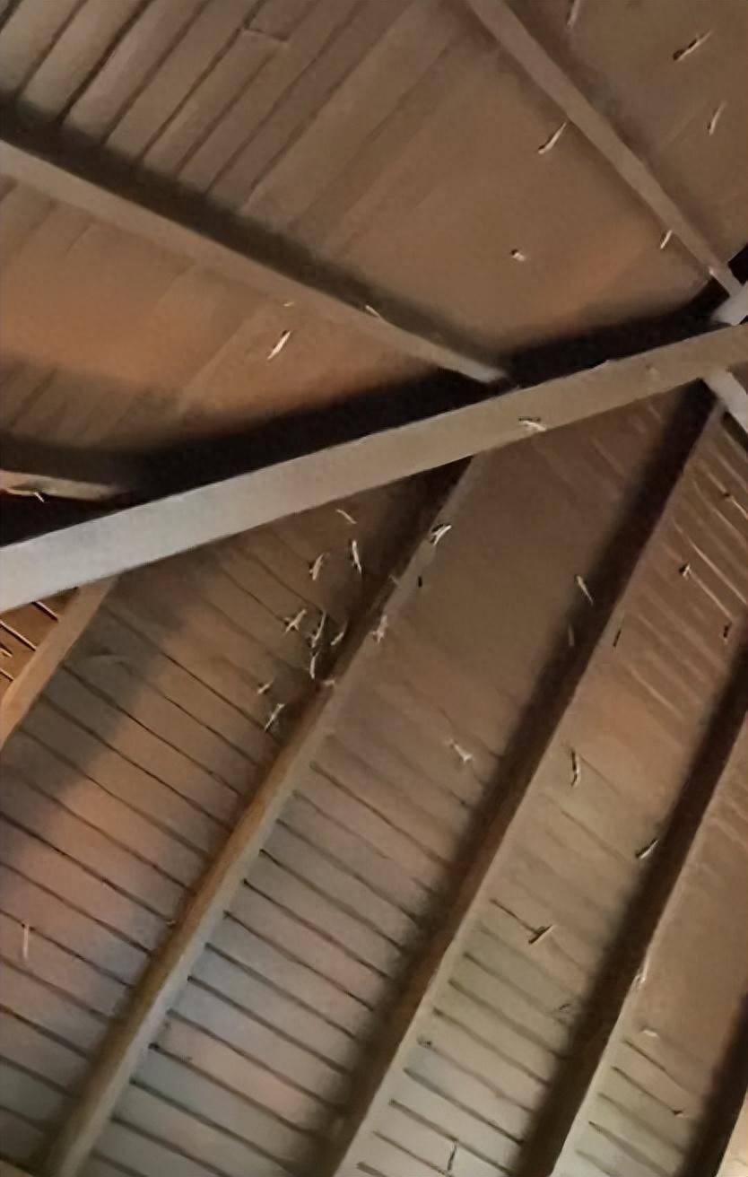 女子在三亚景区上厕所时，被满墙壁虎集体围观：房梁上聚集大量壁虎，出去都不敢有声音；景区回应